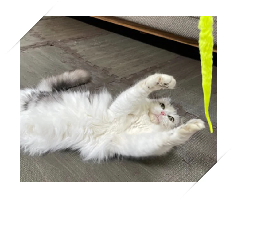 ぼたんちゃん(16歳)の写真