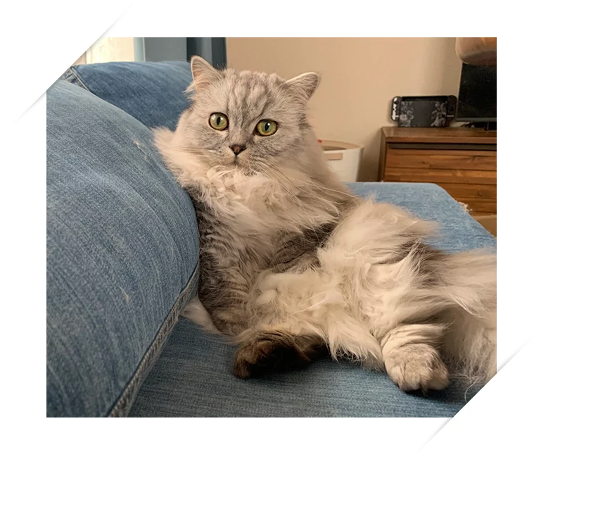 ピアノくん(2歳)の写真
