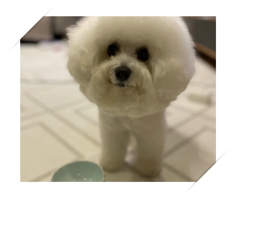 ほたてちゃん(2歳)の写真